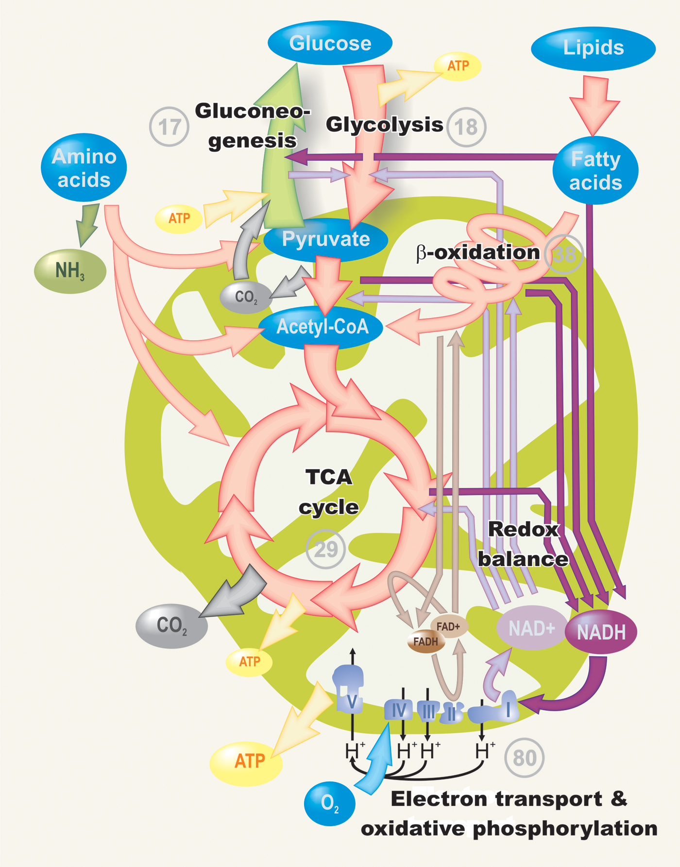 Metabolisme  Life by Biology